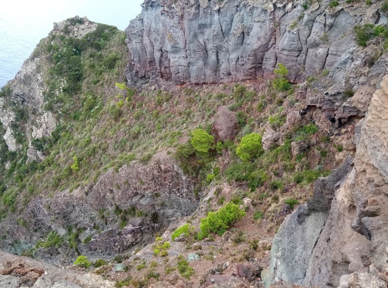 Pinus halepensis, una delle specie più ribelli dell’isola, che resiste alle pendenze, all’aerosol marino e all’aridità del suolo sotto le rupi nella zona di Punta del Mulinazzo